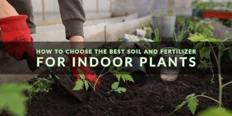 Best Soil and Fertilizers for Indoor Plants | Indoor Gardening
