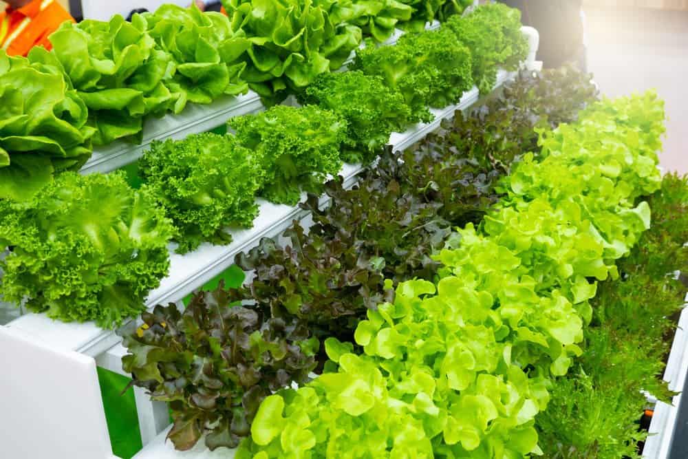 Plant Food Hydroponic Nutrients Supplies: Hydroponics