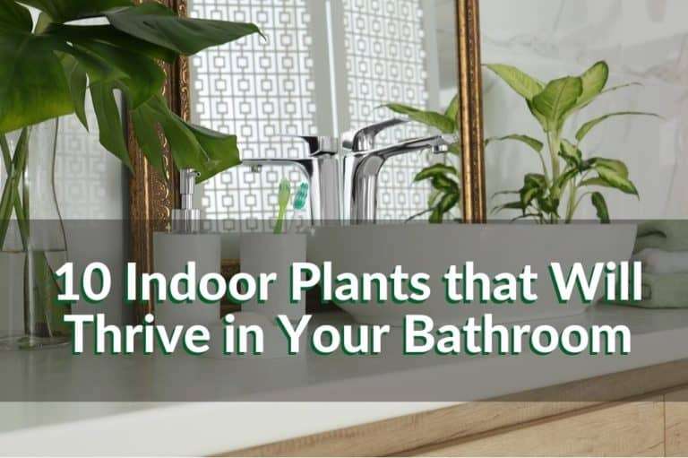 10 Best Indoor Plants for Your Bathroom | Indoor Gardening