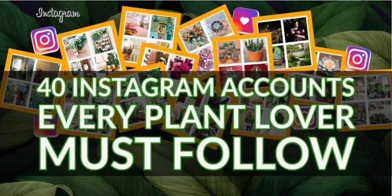 Plant Instagram Accounts You Must Follow | Indoor Gardening