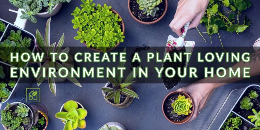 How To Create A Plant Loving Environment | Indoor Gardening