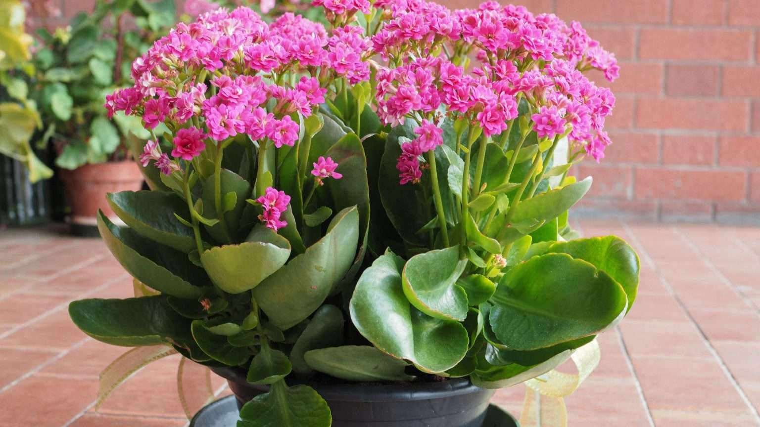 Picture of 7 Common Houseplants Toxic to Cats - HousePlants Reviews