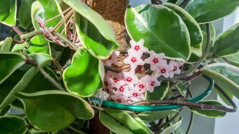 Hoya Plant Care Guide | Indoor Gardening Tips