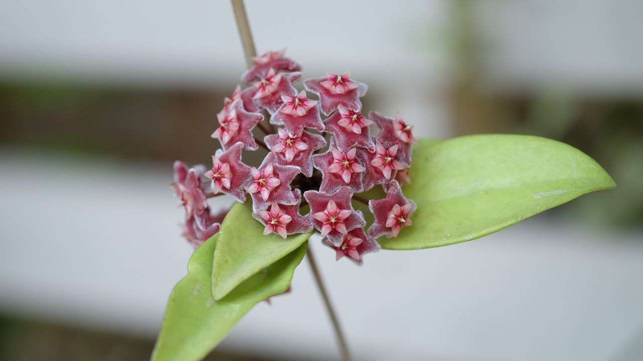 Hoya Plant Care Guide | Indoor Gardening Tips