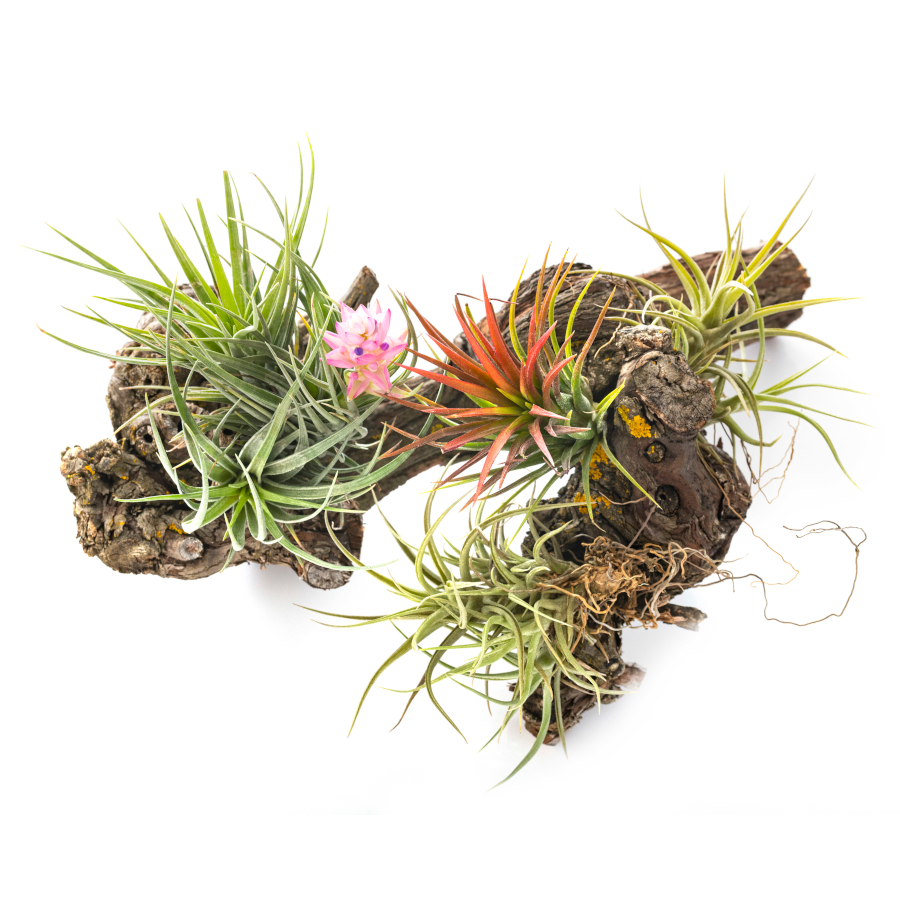 Indoor Gardening DIY with Air Plants
