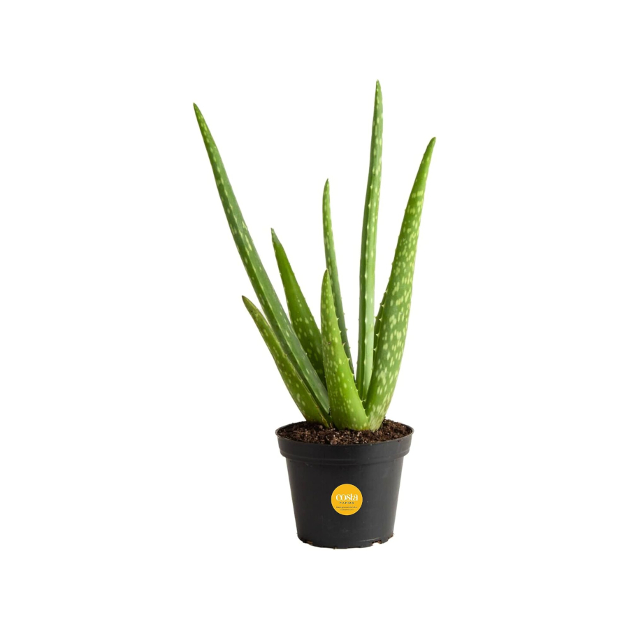 Aloe Vera Plant