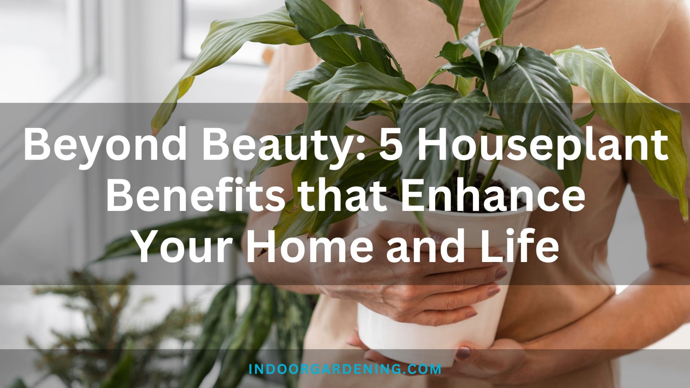 5 Houseplant Benefits that Enhance Your Home and Life