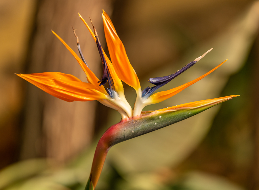 Bird of Paradise House Plant
