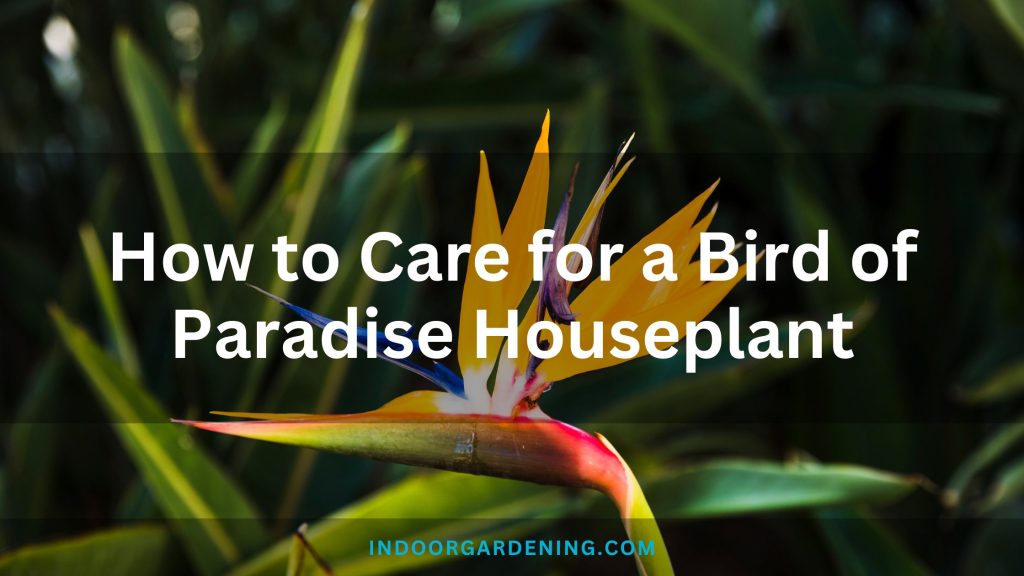 Bird of Paradise Houseplant