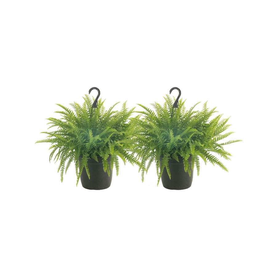 Boston Fern Indoor Plants