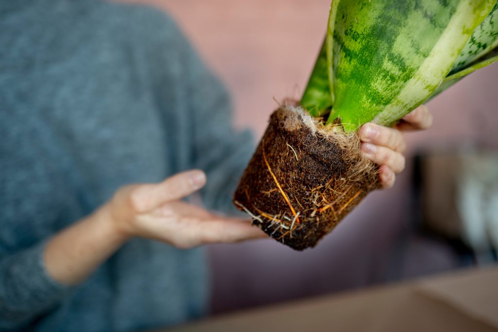 Help Plants by Checking for Root Rot