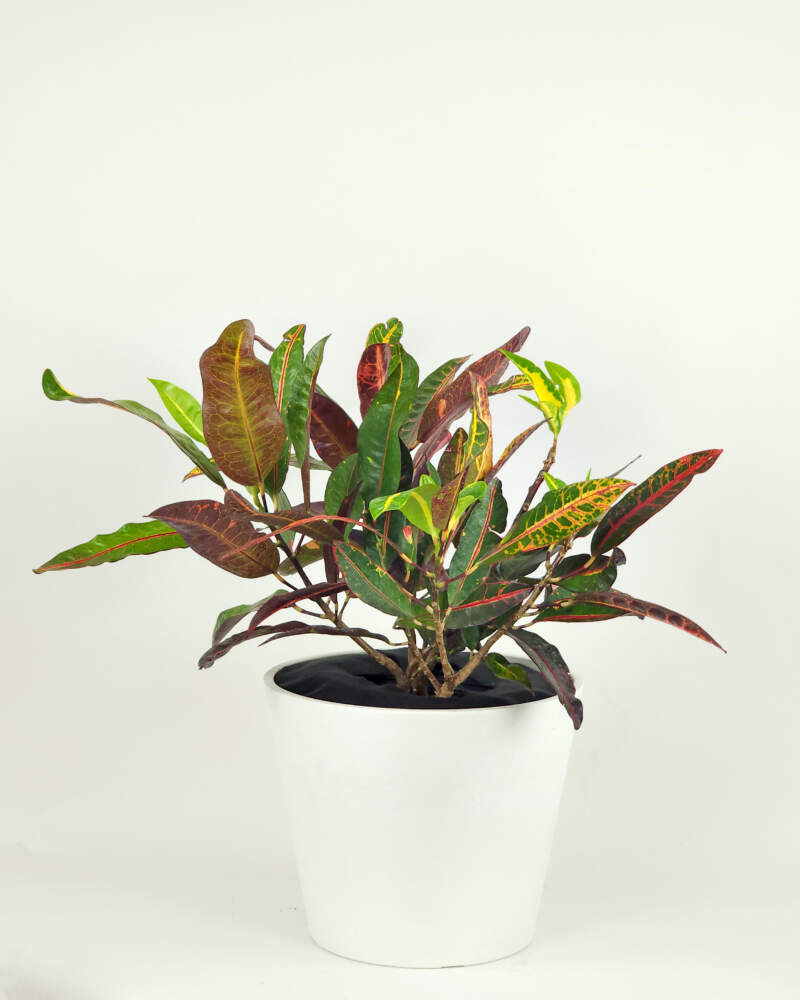 Congo Croton Houseplant Care
