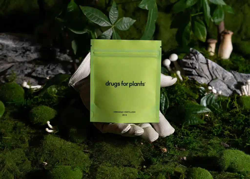 Best Fertilizer for Indoor Plants