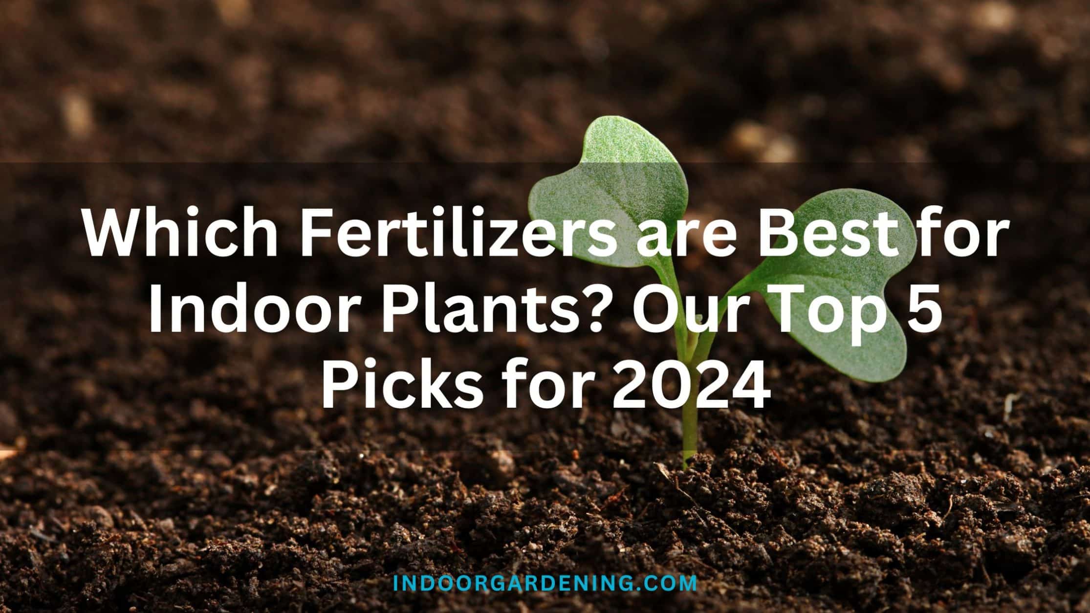 Fertilizers Best for Indoor Plants