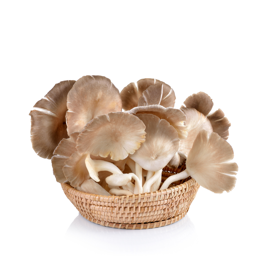 Mushroom Growing DIY Project
