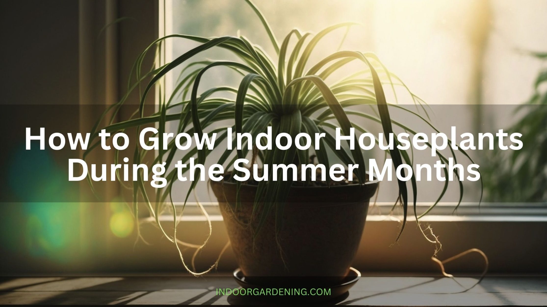 How to Grow Indoor Houseplants During the Summer Months