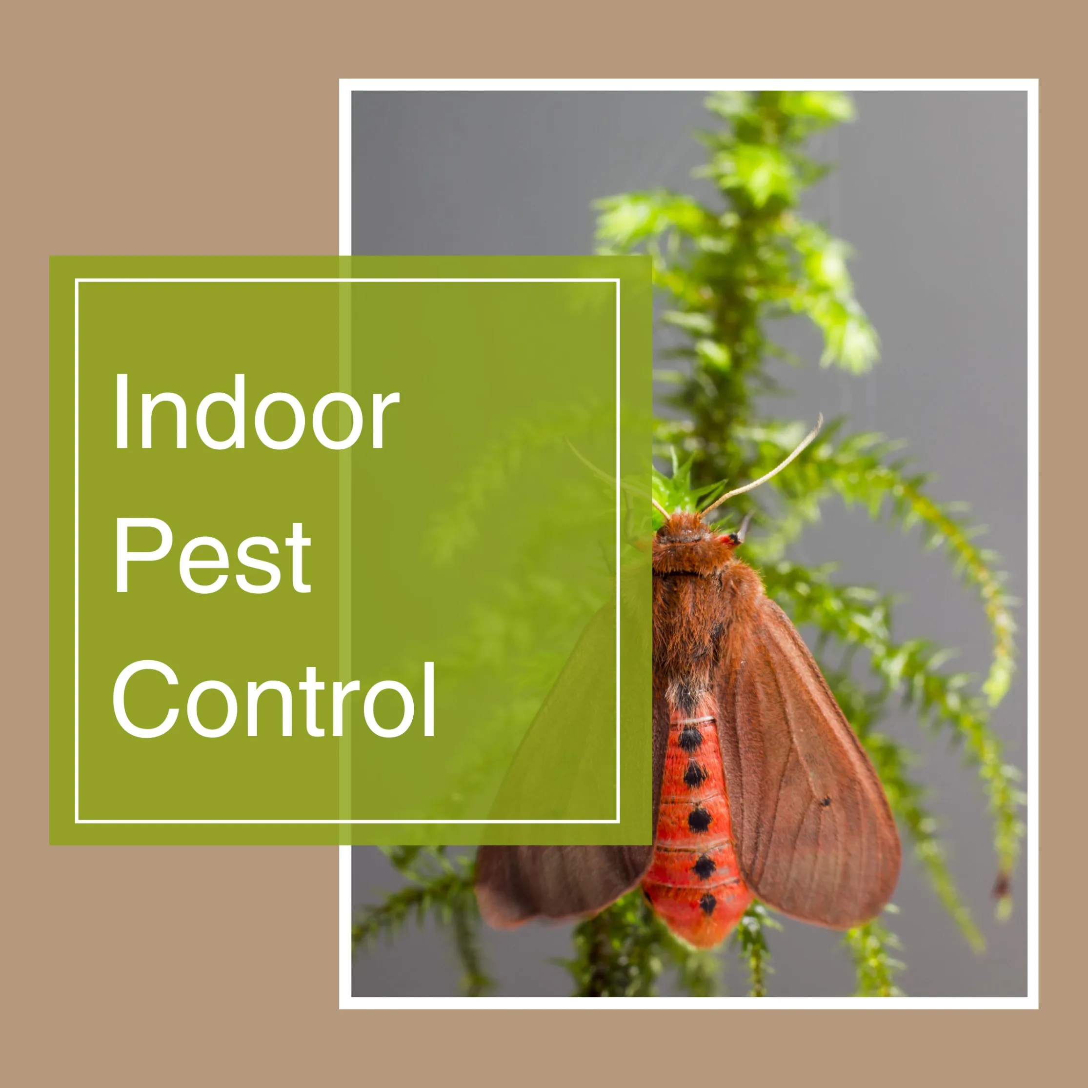 Indoor Pest Control