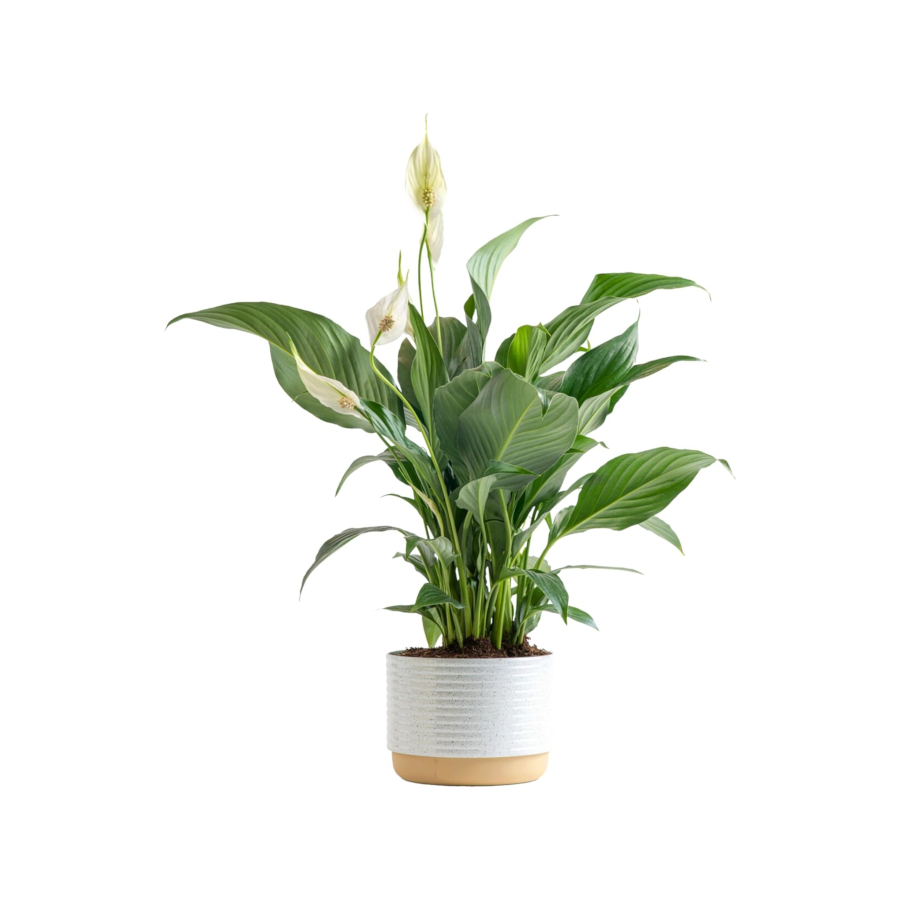 Peace Lily