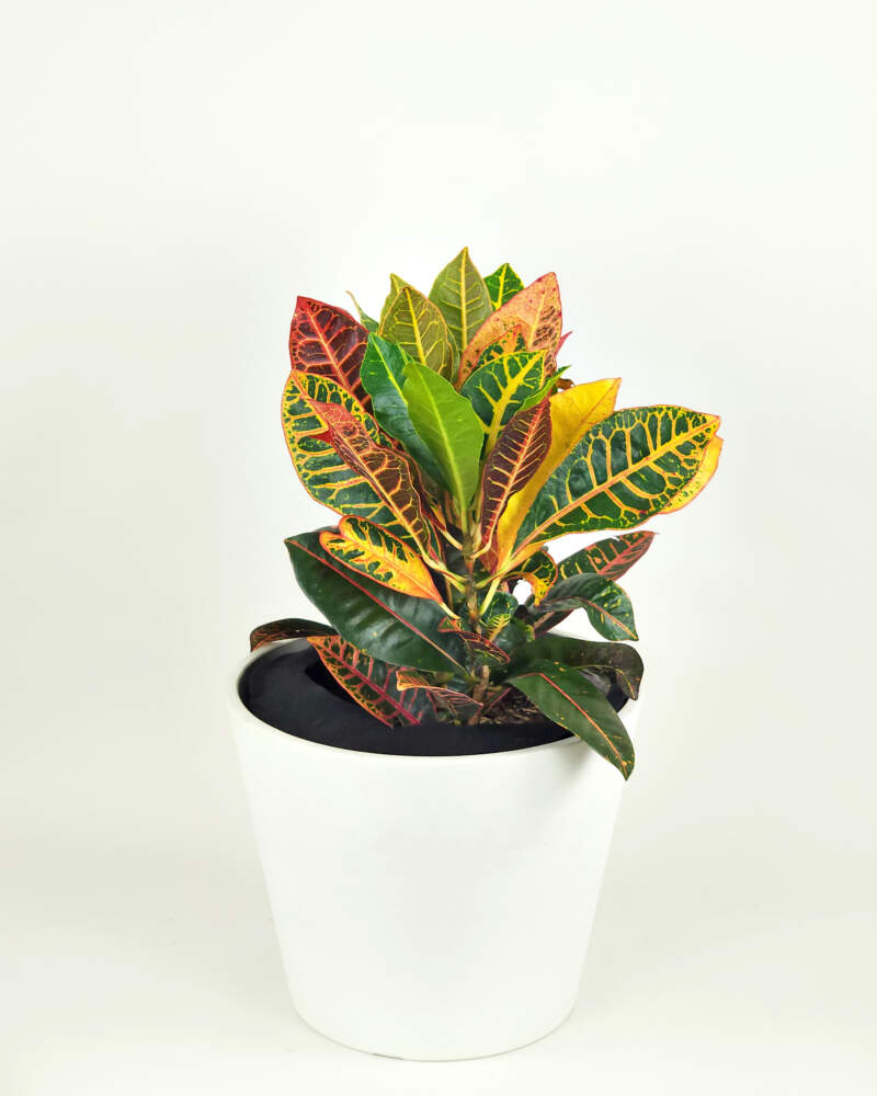 Petra Croton Houseplant Care