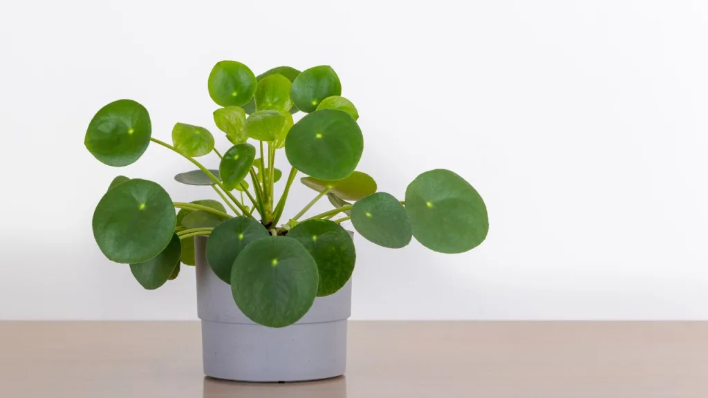 Pilea Moon Valley