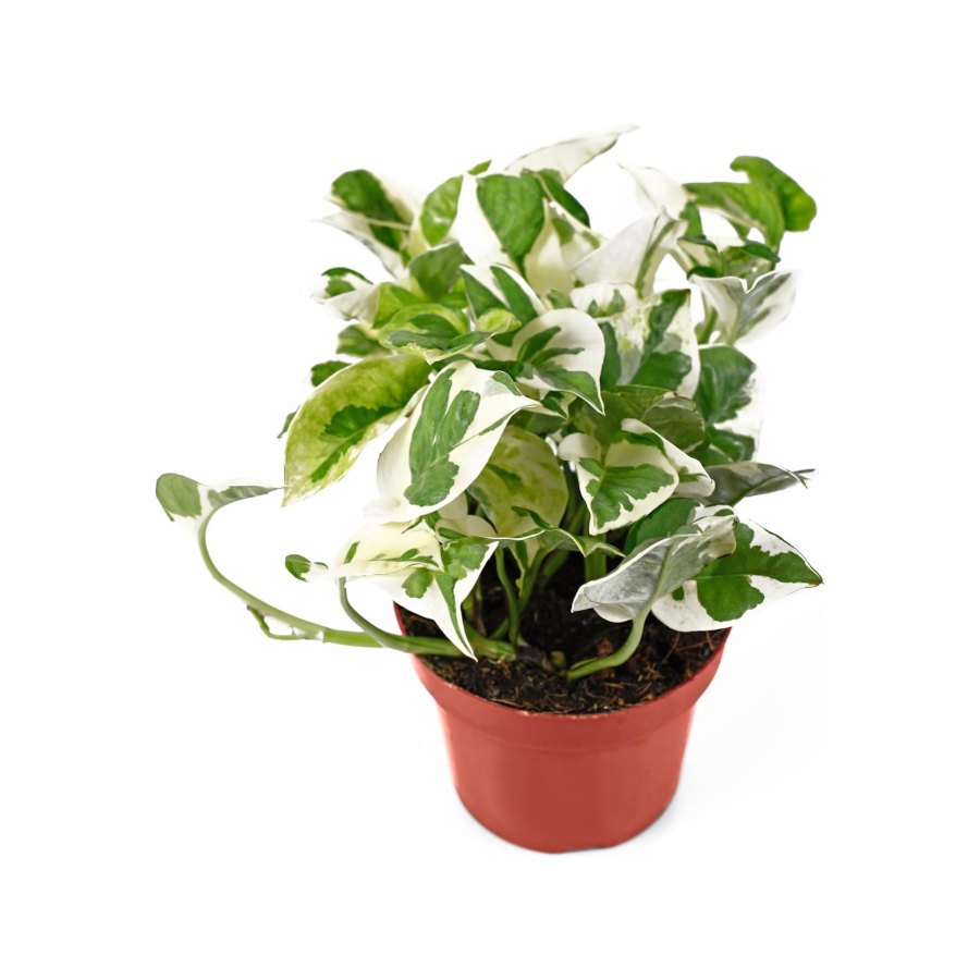 Pothos Plant