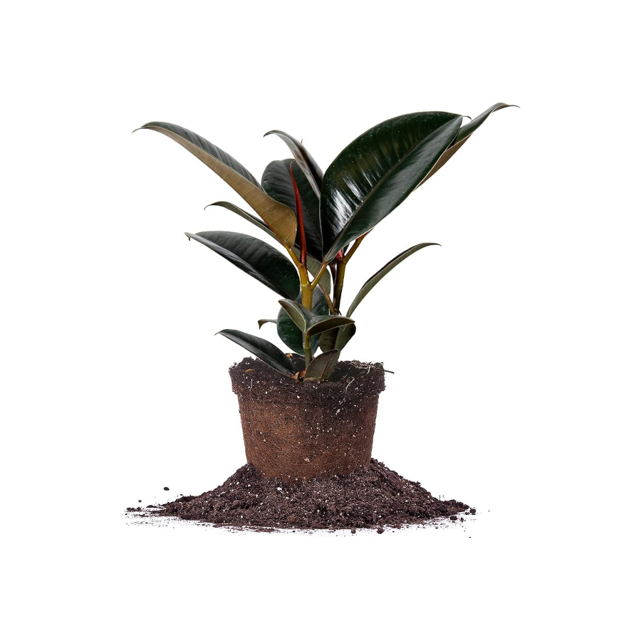 Rubber Plant Versatile