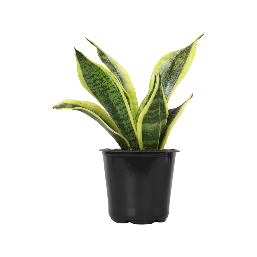 Snake Plant Versatile Plants
