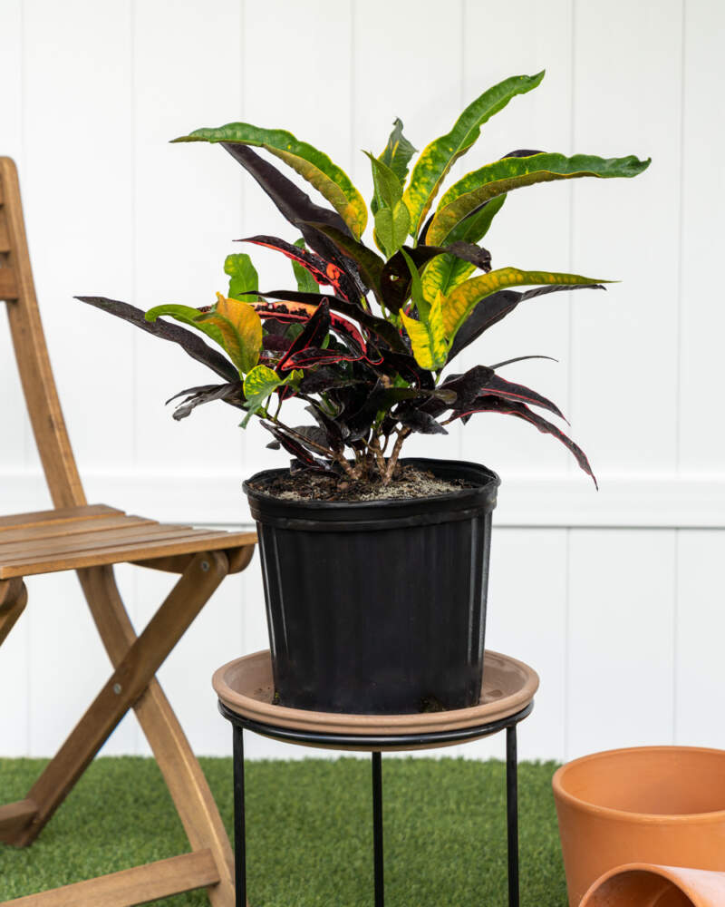 Stoplight Croton Houseplant