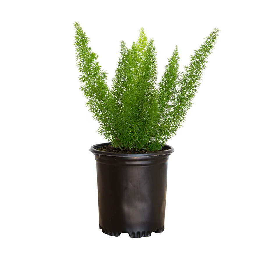Versatile Foxtail Fern