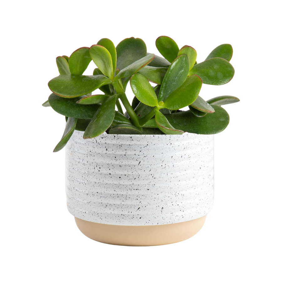 Versatile Jade Plant