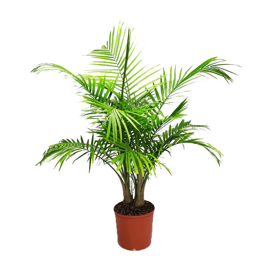 Versatile Majesty Palm