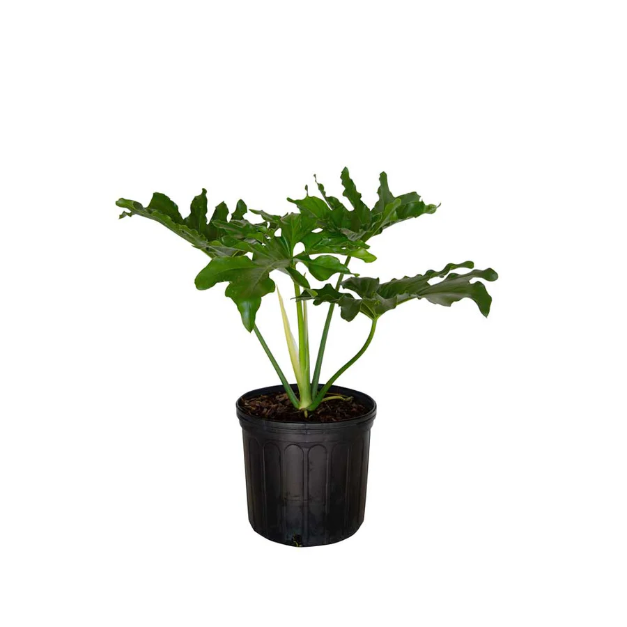 Versatile Plants: Split Leaf Philodendron