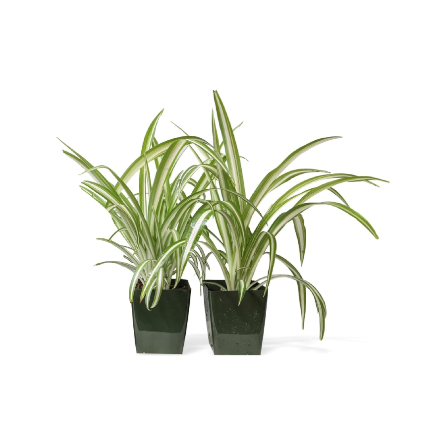Versatile Spider Plants