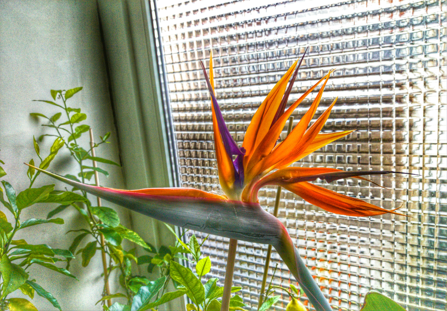 bird of paradise